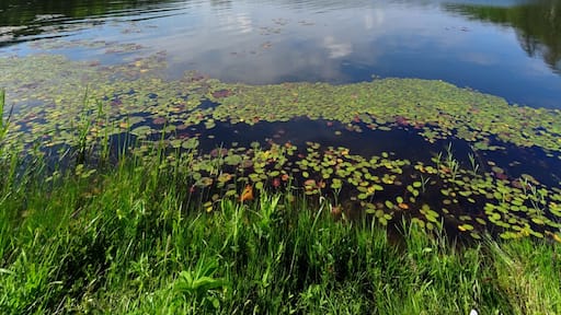 The beautiful view overlooking Lake Hope, the namesake of the 2,983-acre Lake Hope State Park. The park lies entirely within the 26,824-acre Zaleski State Forest.
The park provides opportunities for #hiking, swimming, fishing, camping, photography, dining, and general R&R.
The park even has a really cool summer program where you can feed hummingbirds from your hand! You hold a vial of sugar water at arm's length and from out of nowhere the hummingbirds start appearing! If you're steady and patient, they'll begin to feed right in front of you!
