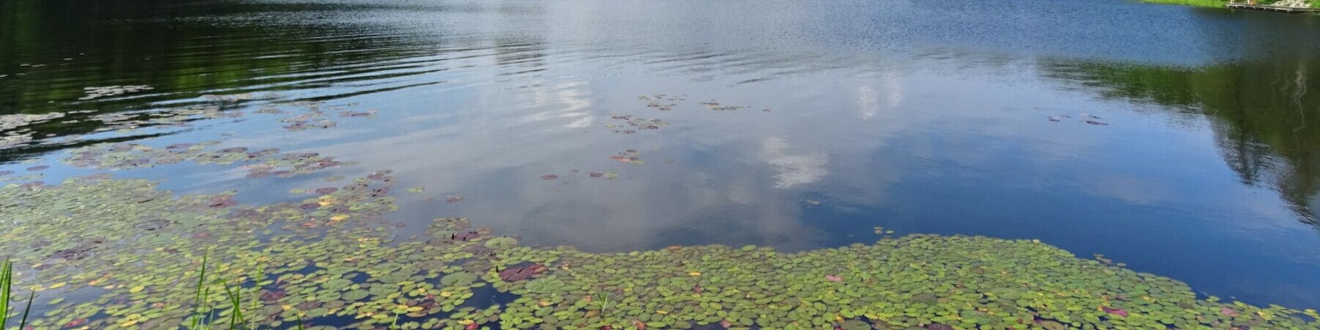 The beautiful view overlooking Lake Hope, the namesake of the 2,983-acre Lake Hope State Park. The park lies entirely within the 26,824-acre Zaleski State Forest.
The park provides opportunities for #hiking, swimming, fishing, camping, photography, dining, and general R&R.
The park even has a really cool summer program where you can feed hummingbirds from your hand! You hold a vial of sugar water at arm's length and from out of nowhere the hummingbirds start appearing! If you're steady and patient, they'll begin to feed right in front of you!