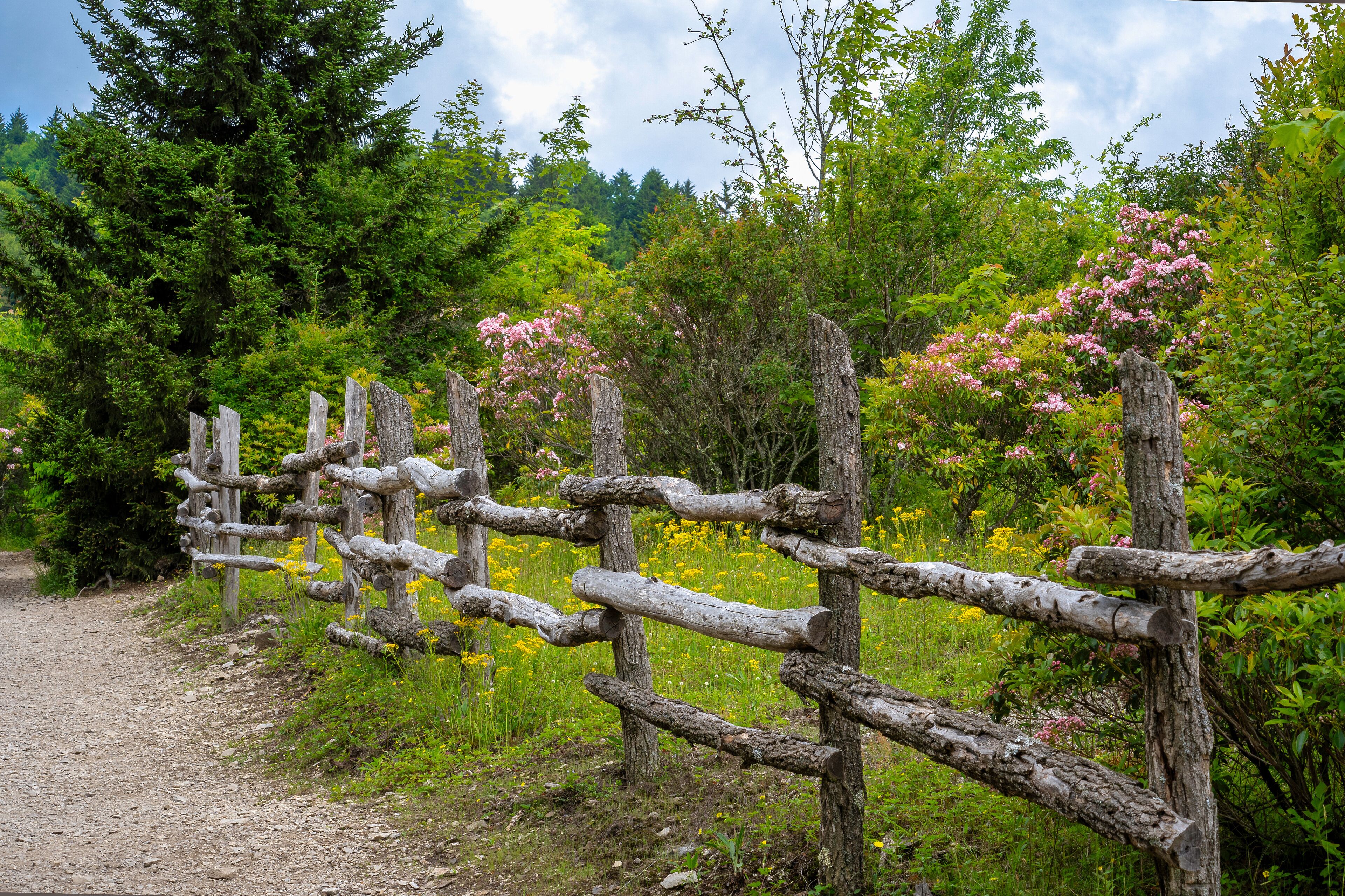 An idyllic countryside scene with a weathered log fence, mountain laurel and evergreen trees along the Rhododendron Trail in Grayson Highlands State Park in Mouth of Wilson, Virginia. June, 2024.