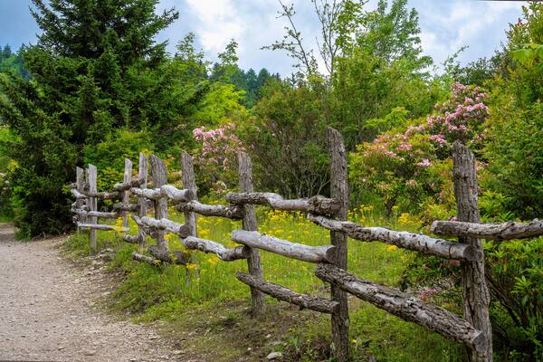 An idyllic countryside scene with a weathered log fence, mountain laurel and evergreen trees along the Rhododendron Trail in Grayson Highlands State Park in Mouth of Wilson, Virginia. June, 2024.