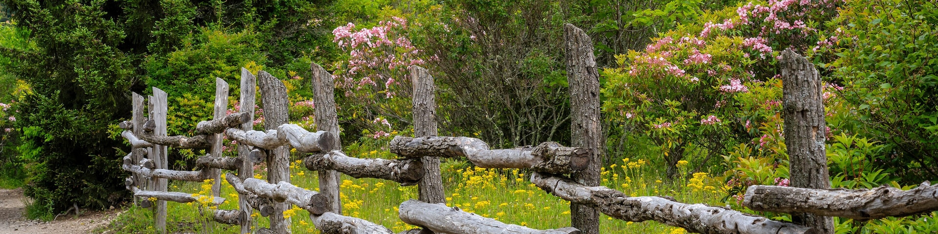 An idyllic countryside scene with a weathered log fence, mountain laurel and evergreen trees along the Rhododendron Trail in Grayson Highlands State Park in Mouth of Wilson, Virginia. June, 2024.