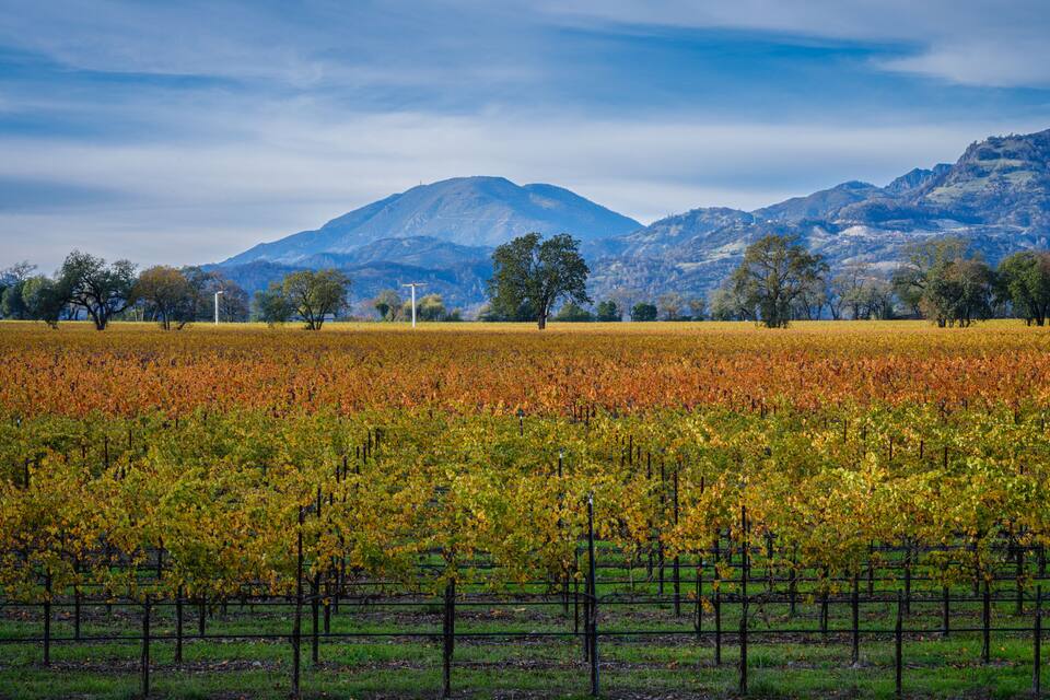 A vineyard with rows of grapevines, trees, and mountains in the background.