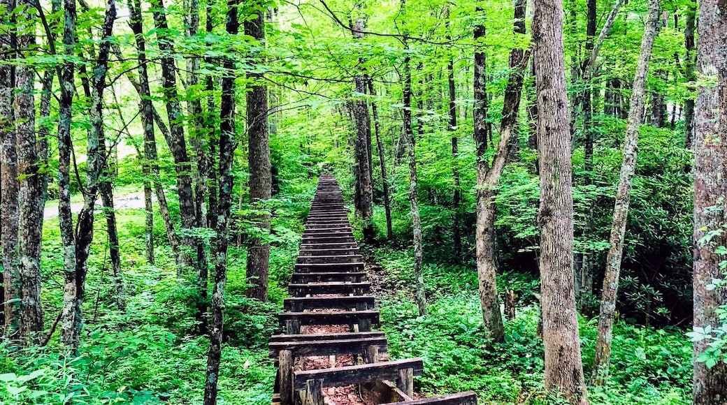 Was used long ago at this mill and now it makes a beautiful picture.