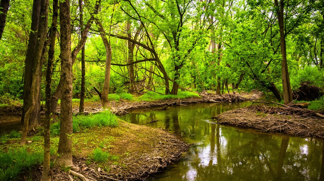 Stream at Wildwood Park, in Harrisburg, Pennsylvania.