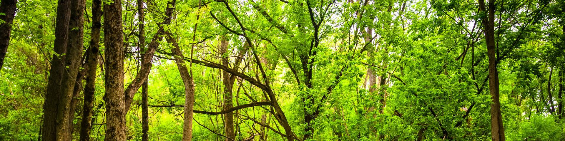Stream at Wildwood Park, in Harrisburg, Pennsylvania.