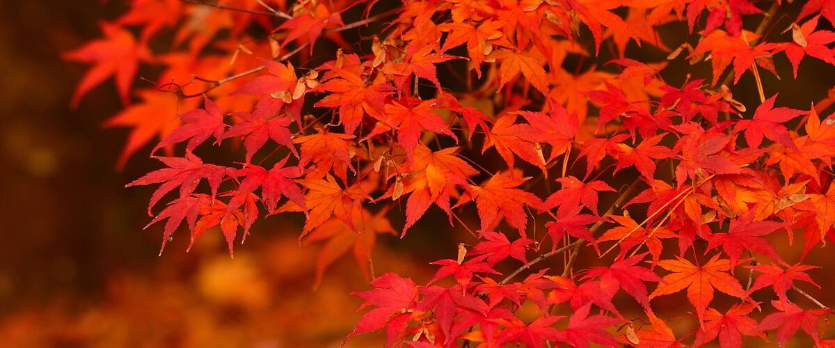 紅葉イメージ