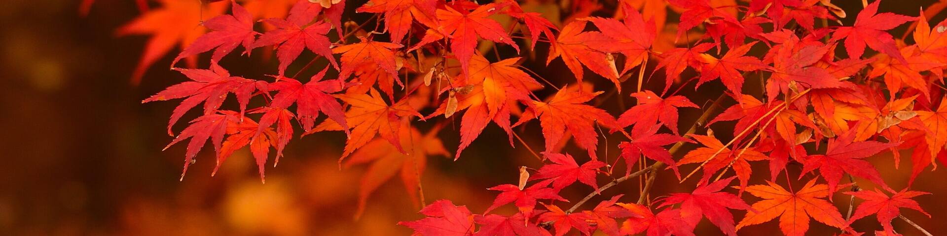 紅葉イメージ