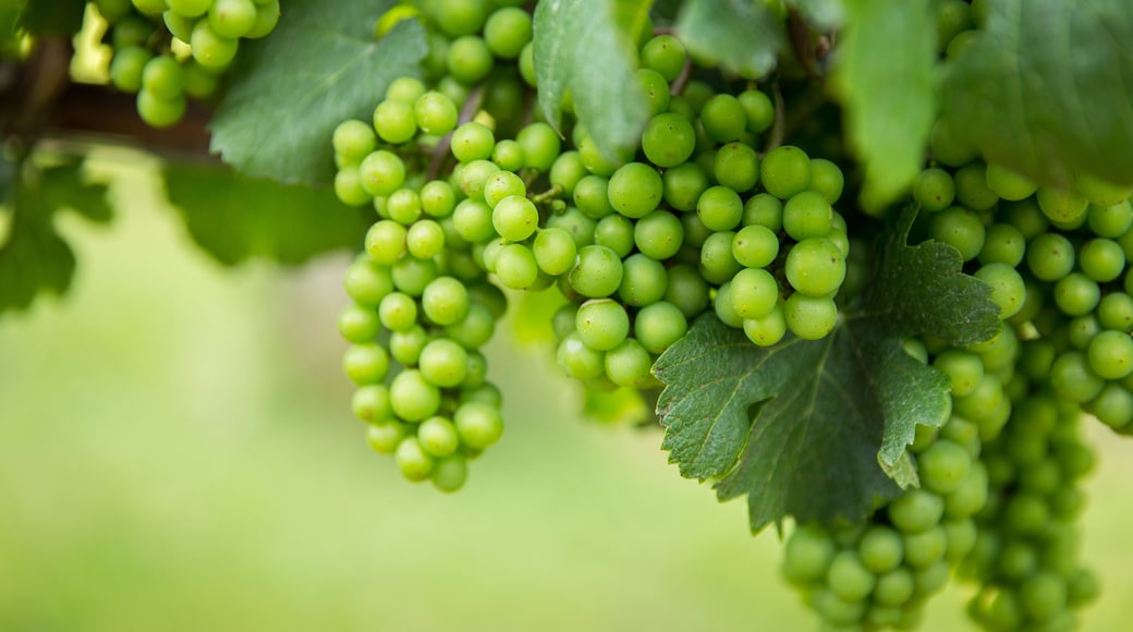 Afton Mountain Vineyard Grapes