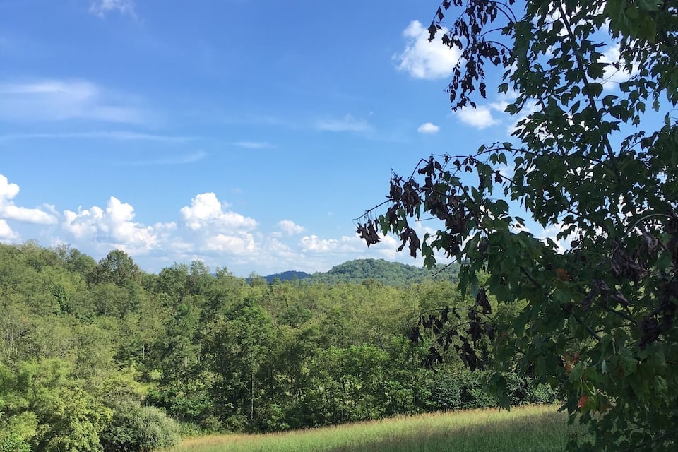 A grassy field with trees and a clear sky.