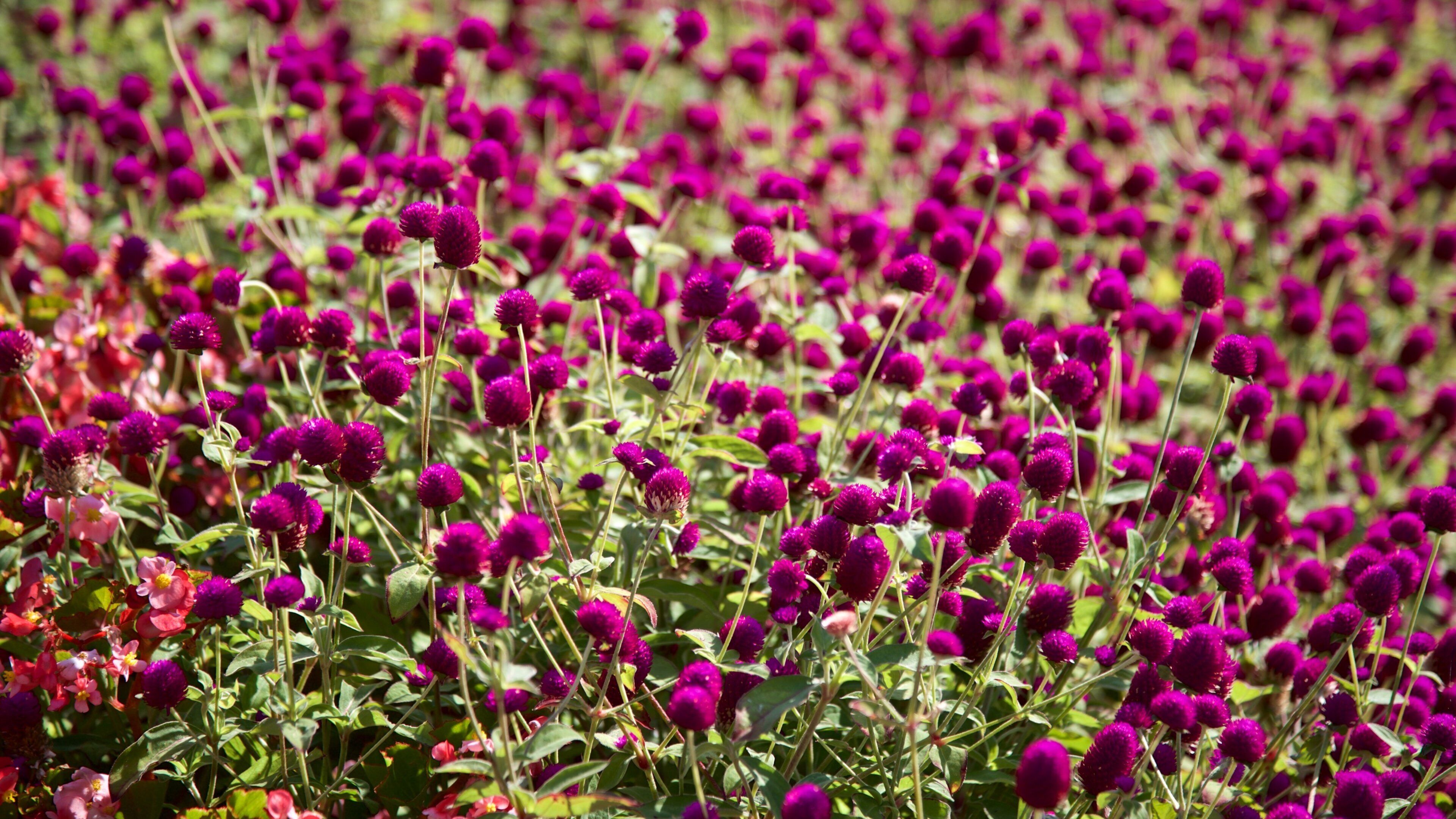 Hessel Park which includes wildflowers