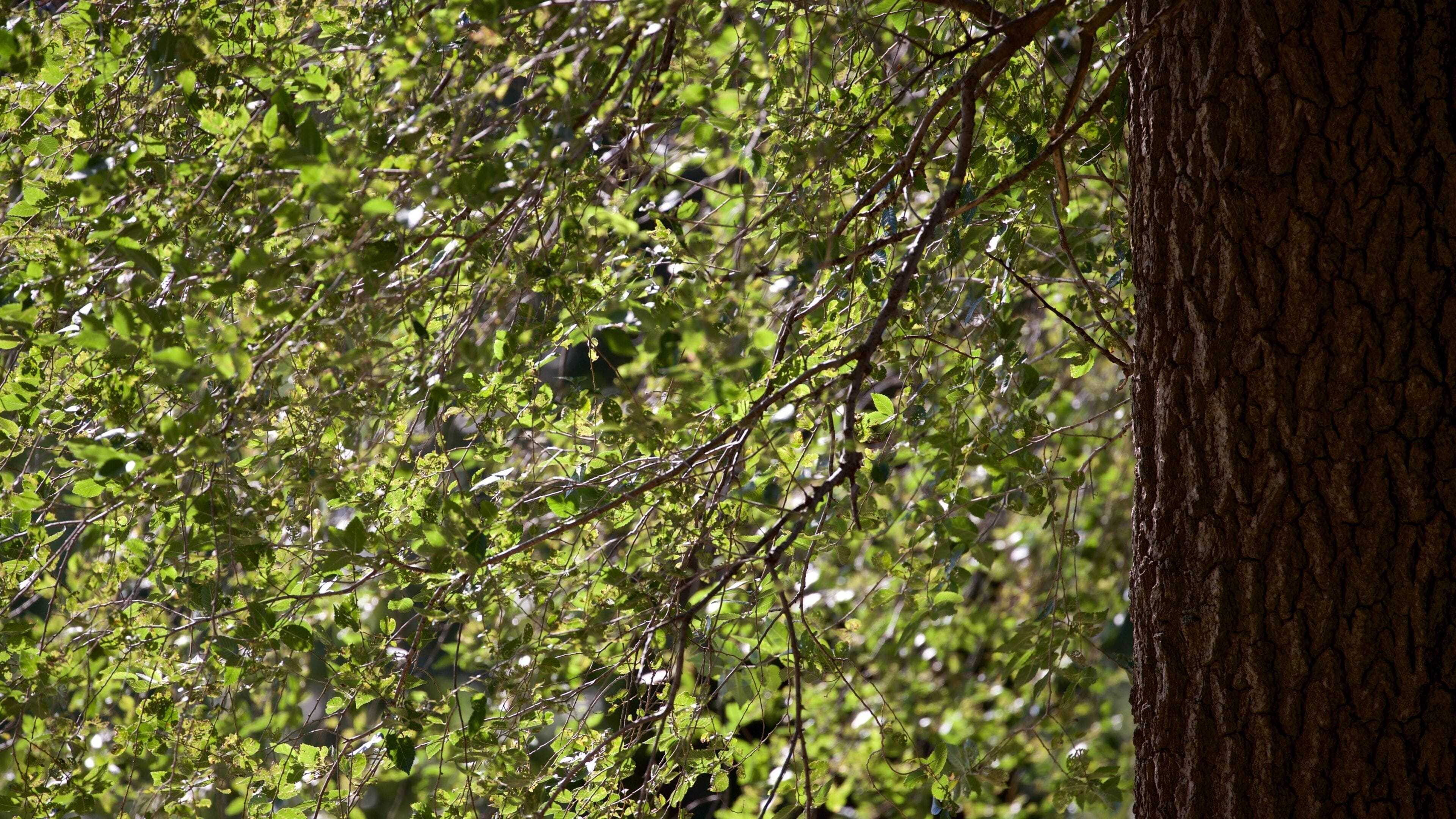 Hessel Park montrant parc