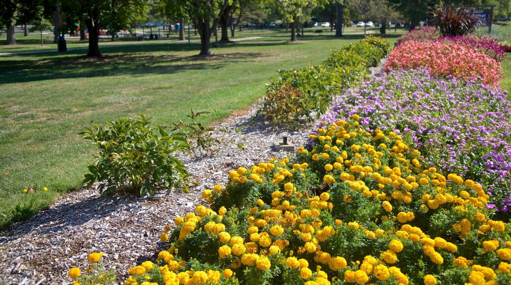 Hessel Park caracterizando flores silvestres, um jardim e flores