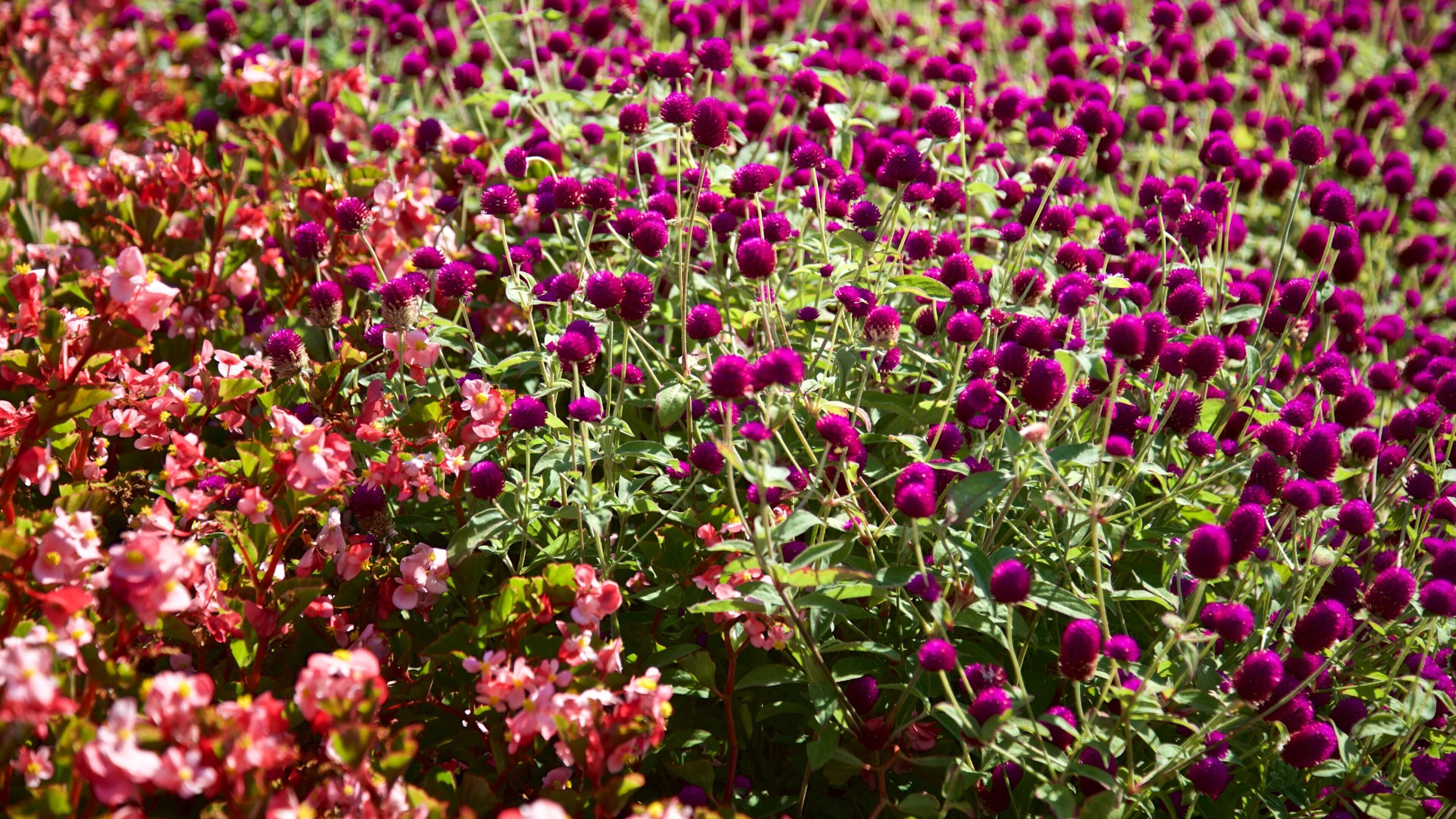 Hessel Park mostrando flores silvestres