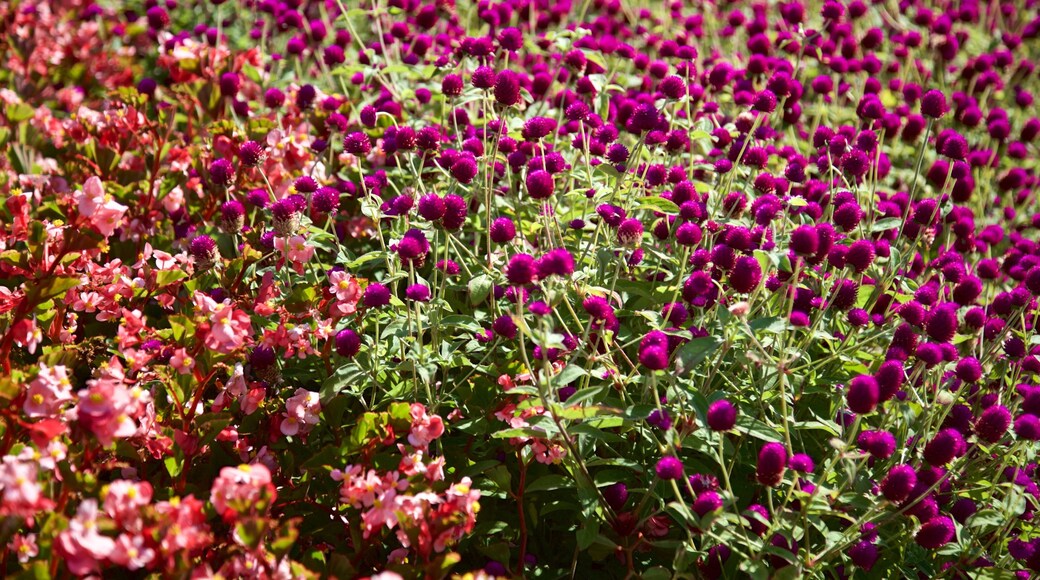 Hessel Park mostrando flores silvestres