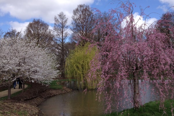 A park with a pond, cherry blossoms, and a walking path.