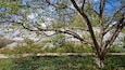 Un arbre à l’imposant tronc et aux branches luxuriantes, entouré d’une végétation verdoyante, avec une serre visible en arrière-plan.