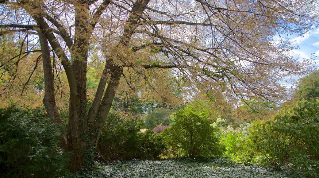 Luthy Botanical Garden which includes a park
