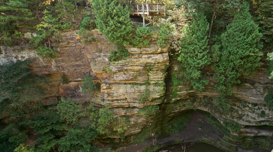 Starved Rock State Park featuring forest scenes and a gorge or canyon