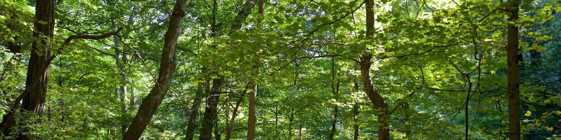 Starved Rock State Park showing forest scenes
