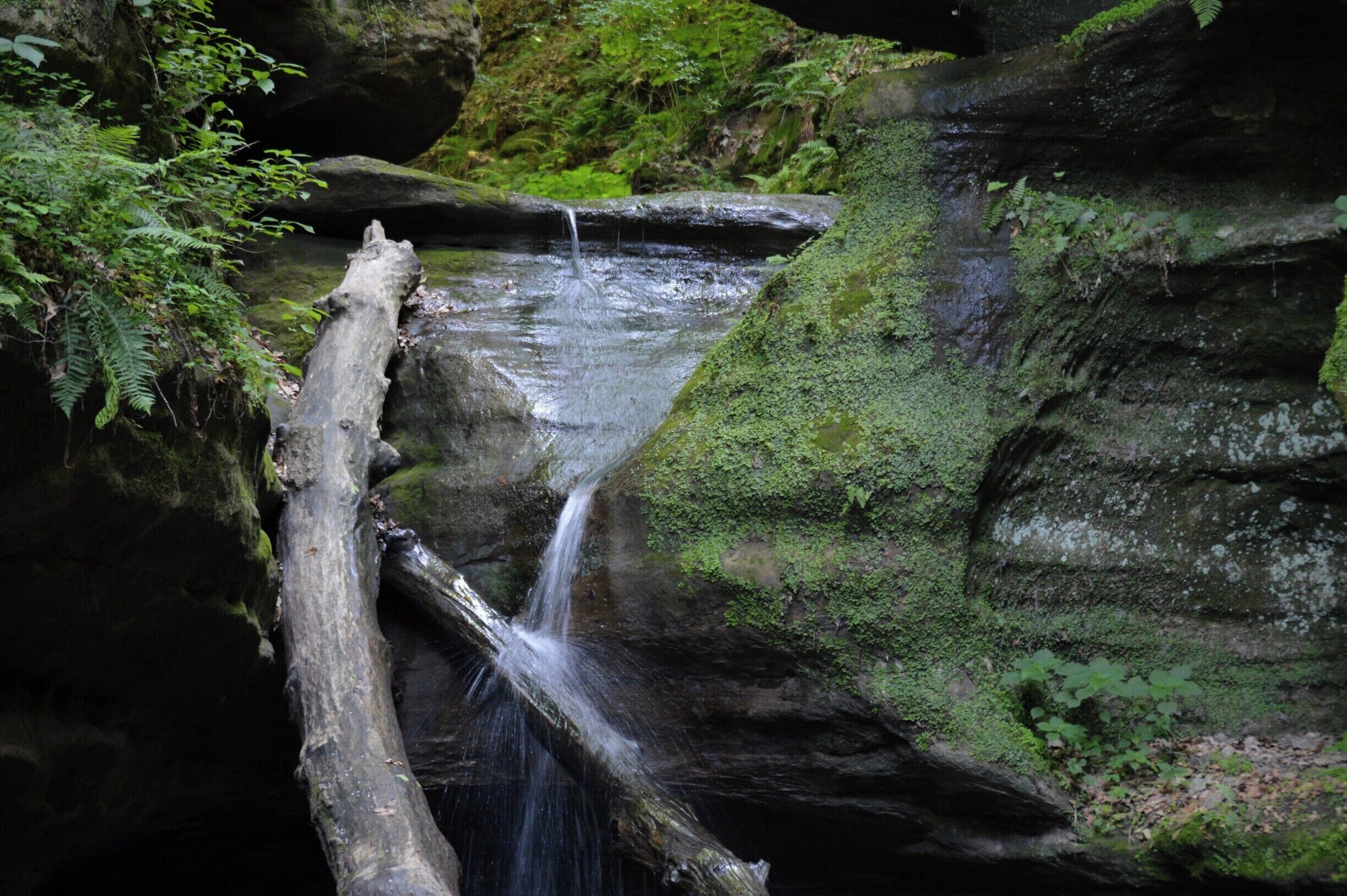 Una cascada pequeña fluye sobre rocas cubiertas de musgo en un área boscosa.