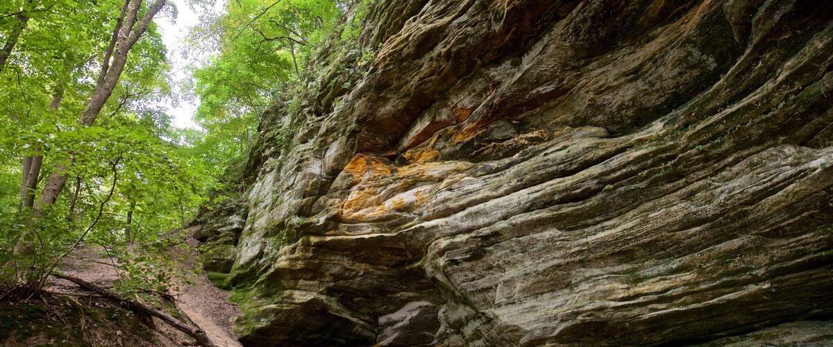 Parque estatal Starved Rock mostrando bosques