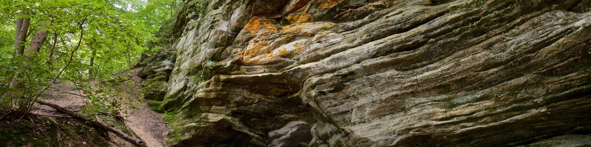 Starved Rock State Park featuring forests