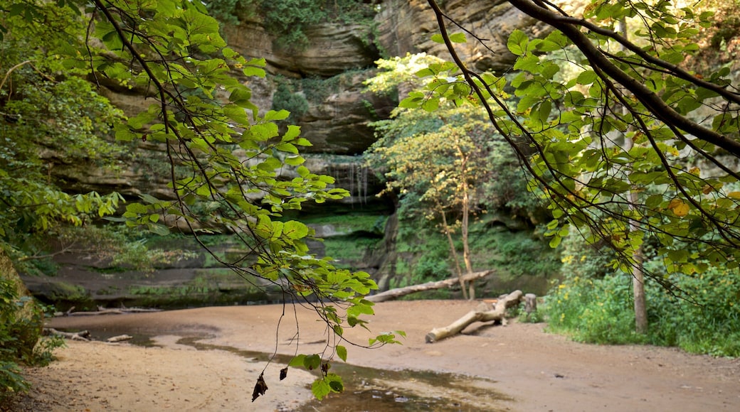 Starved Rock State Park showing forest scenes
