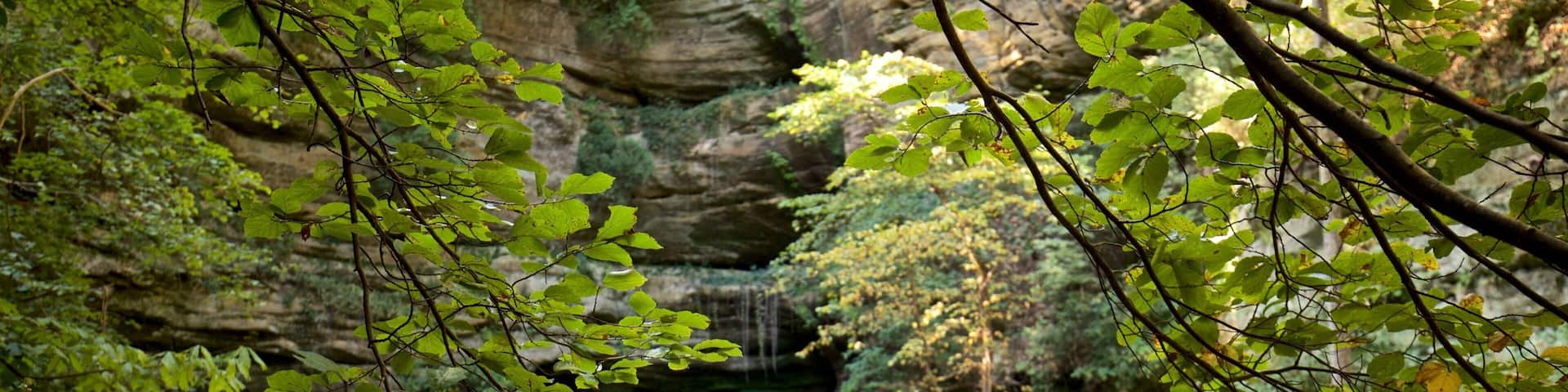 Starved Rock State Park featuring forests