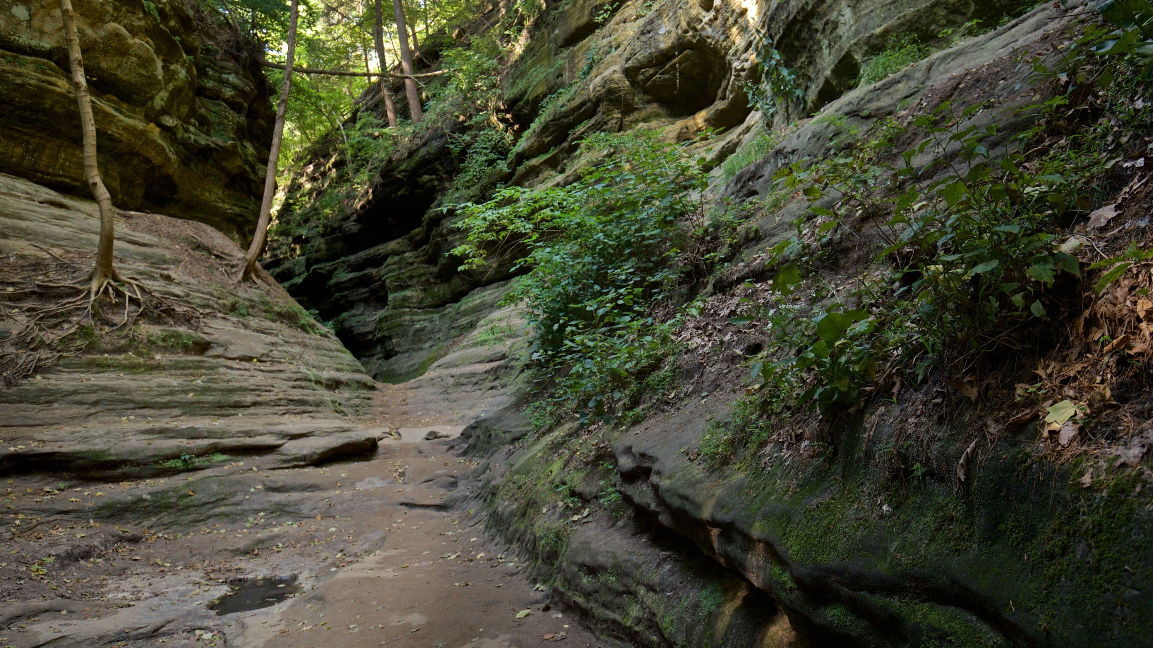 A narrow canyon with a dirt path, rocky walls, and dense greenery.