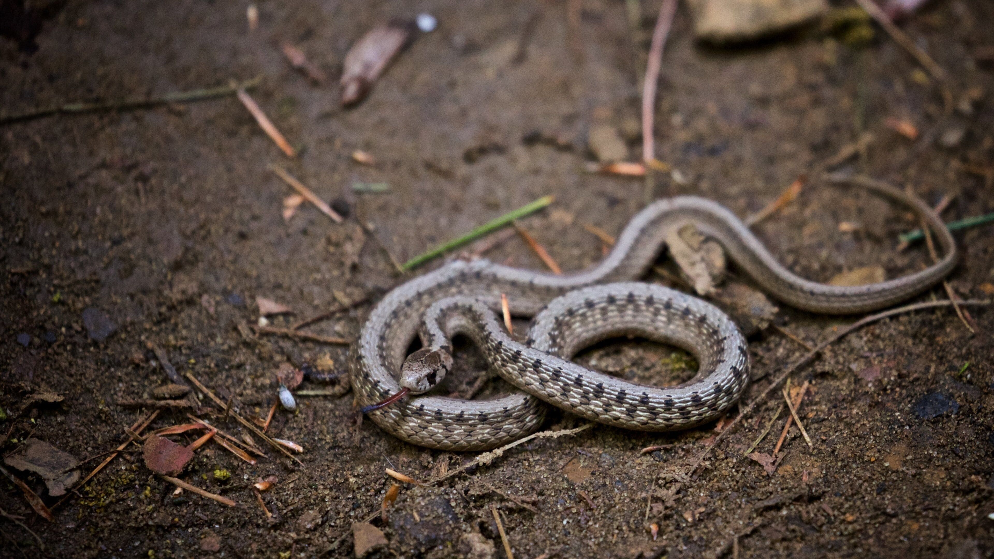 Starved Rock State Park mostrando animais perigosos