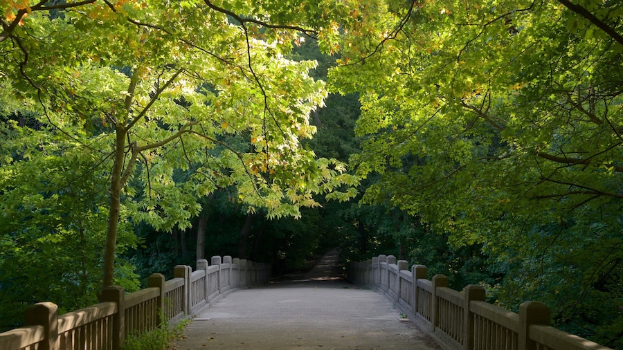 Matthiessen State Park 이 포함 다리 과 숲 풍경