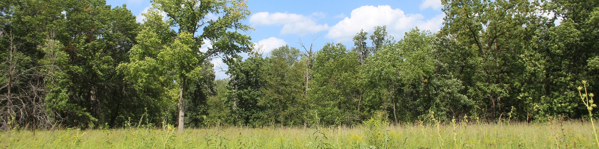 Tallgrass prairie at Miami Woods Forest Preserve with cumulus clouds in Morton Grove, Illinois