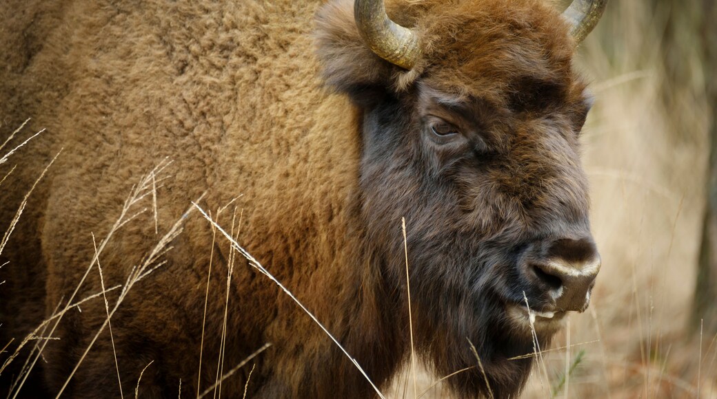 水牛公園森林保護區