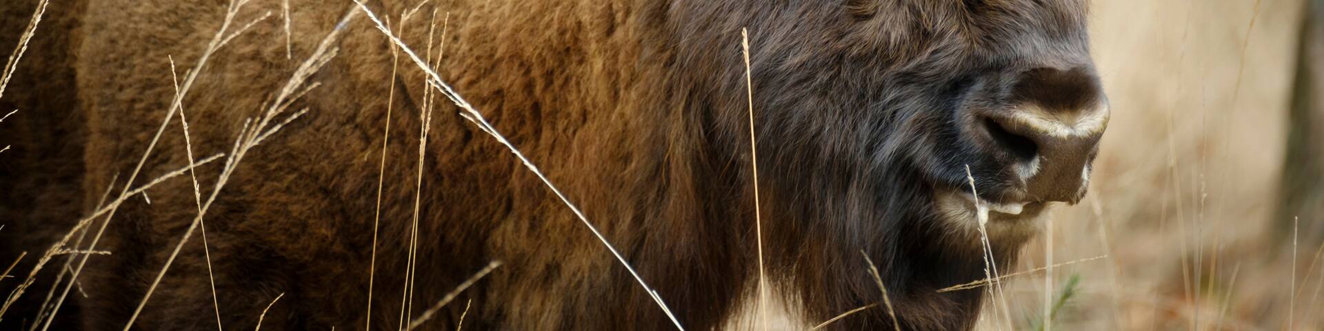 wisent standing in the forest of the natural park, Maashorst