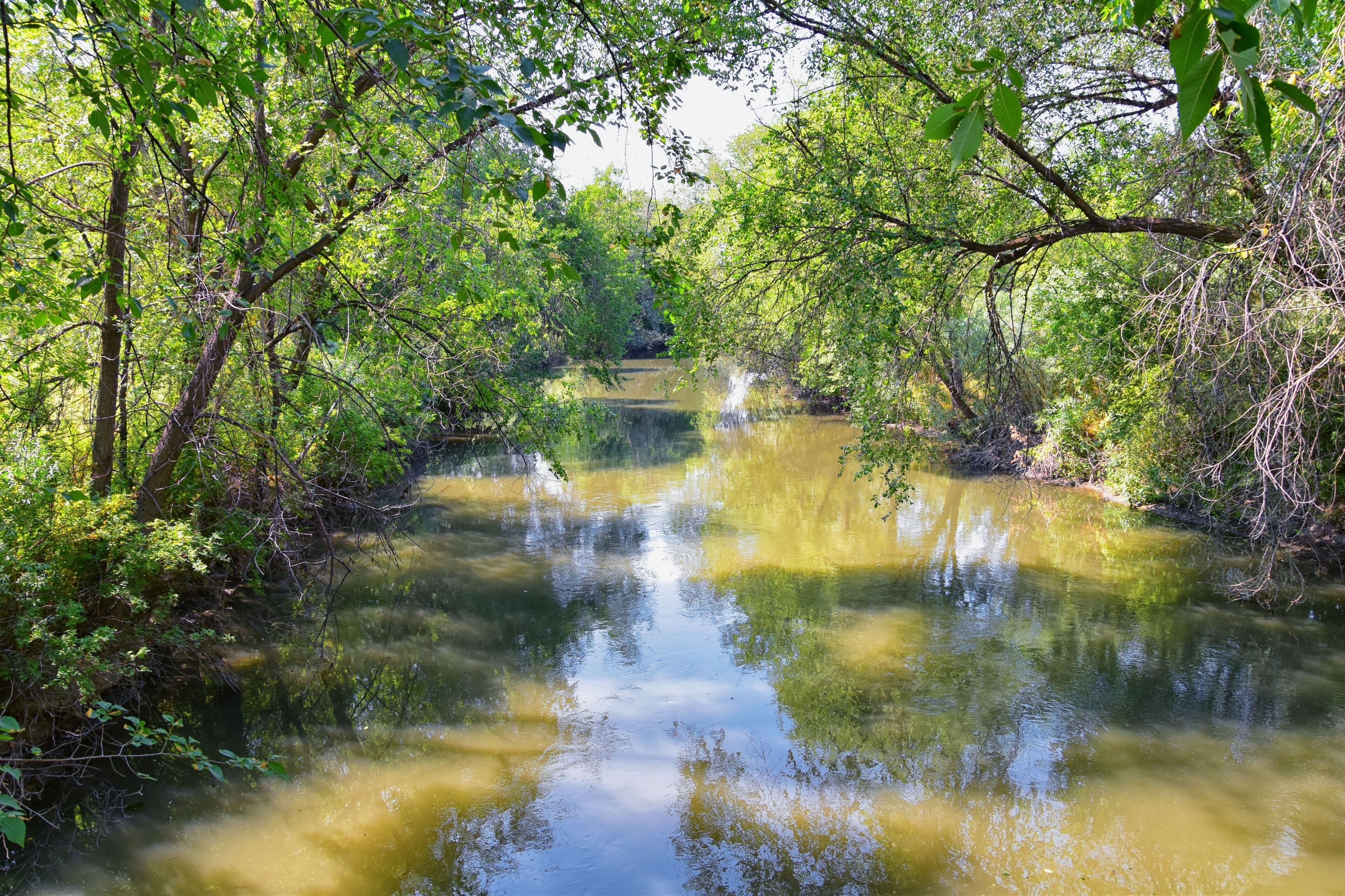 Views of Jordan River Trail with surrounding trees, Russian Olive, cottonwood and silt filled muddy water along the Wasatch Front Rocky Mountains, in Salt Lake City, Utah.
