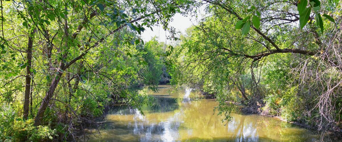 Views of Jordan River Trail with surrounding trees, Russian Olive, cottonwood and silt filled muddy water along the Wasatch Front Rocky Mountains, in Salt Lake City, Utah.
