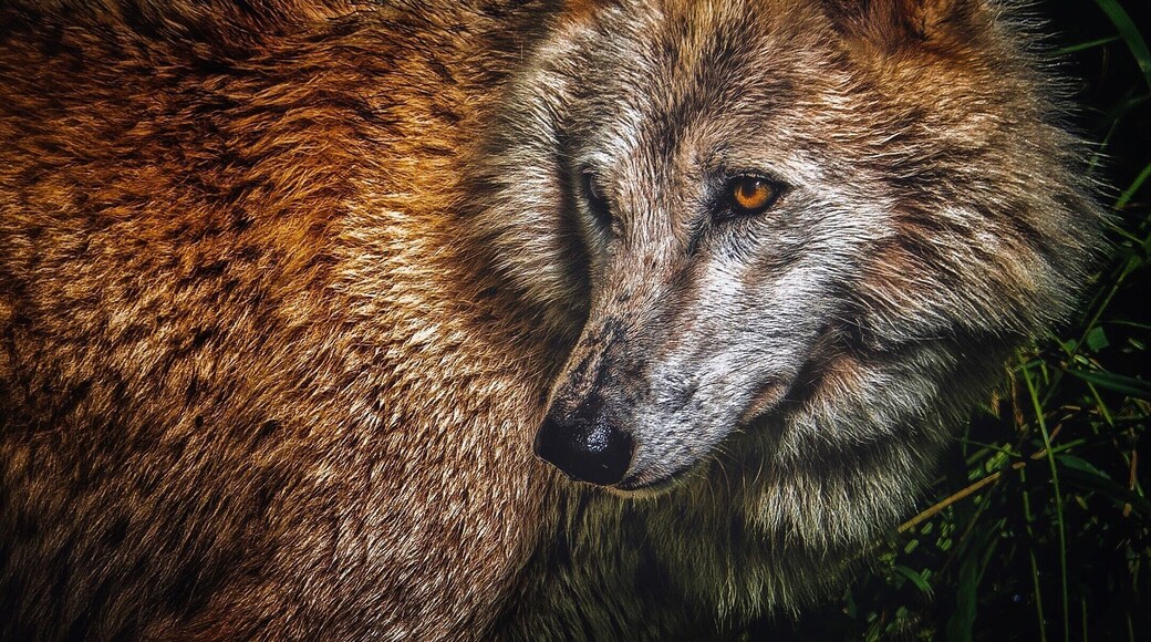 “When shepherds quarrel, the wolf has a winning game” - German proverb