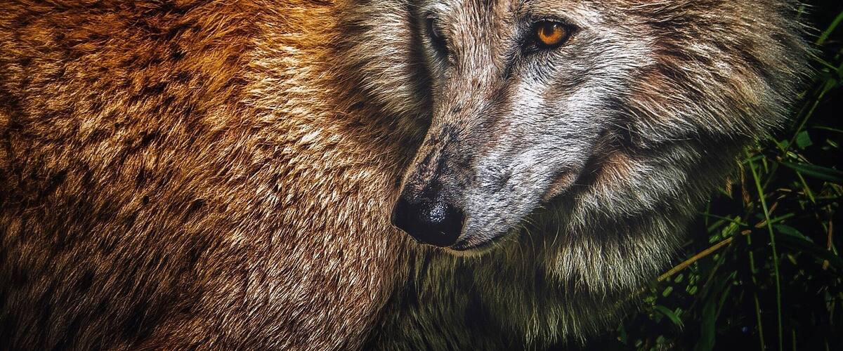 “When shepherds quarrel, the wolf has a winning game” - German proverb