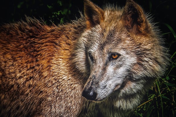 âWhen shepherds quarrel, the wolf has a winning gameâ - German proverb