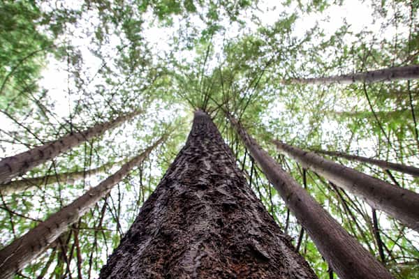 Trees in the forest of Westwood Lake