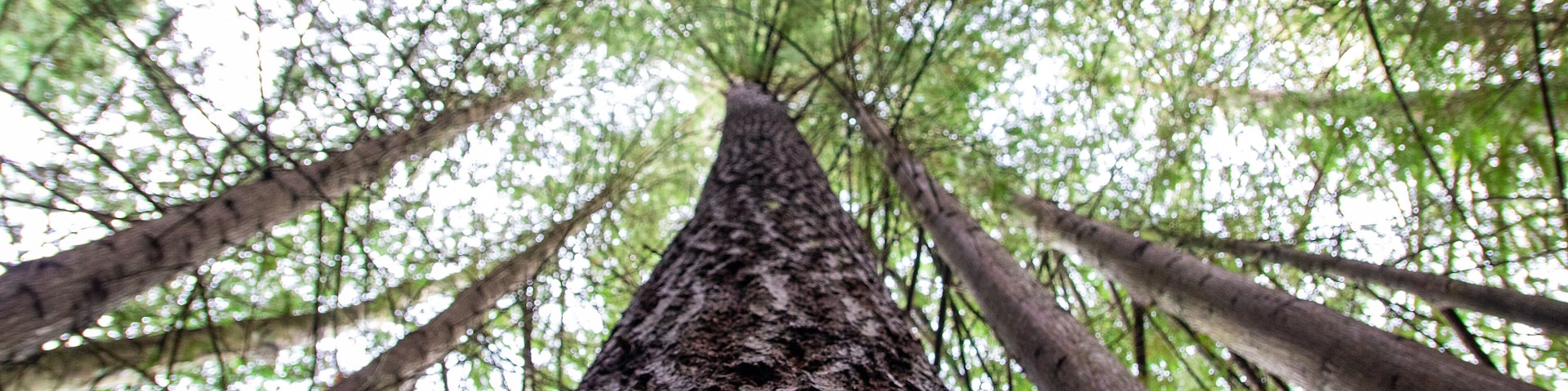 Trees in the forest of Westwood Lake