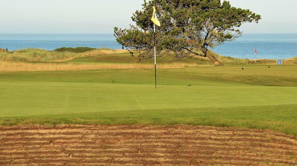Golf: a revetted bunker on a Scottish links course