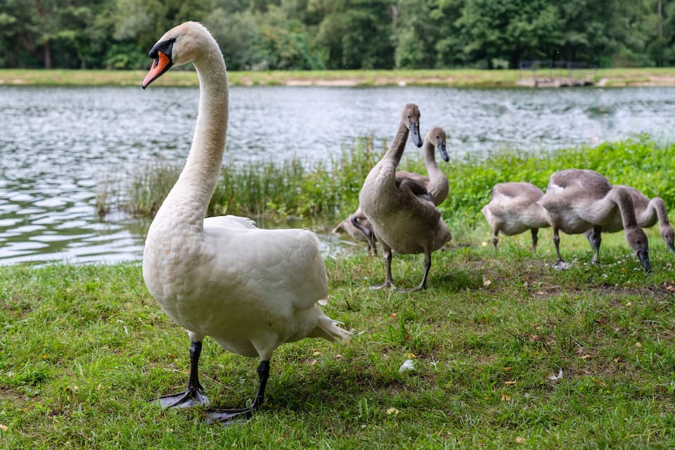 Un cygne et des canetons au bord d’un lac paisible, avec une végétation luxuriante en arrière-plan.