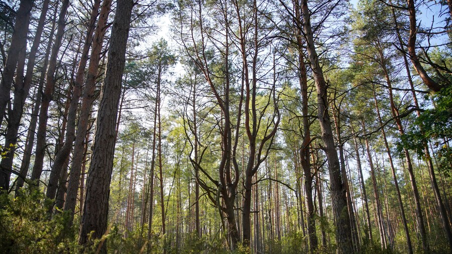 Natural Parc in Poland