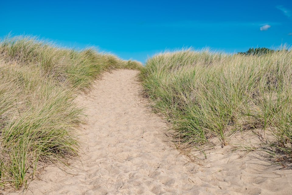 A sandy path flanked by tall grass leading to a distant tree line.