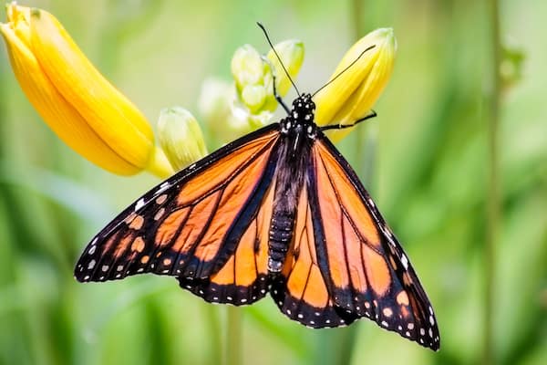 Monarch at Sarett Nature Center