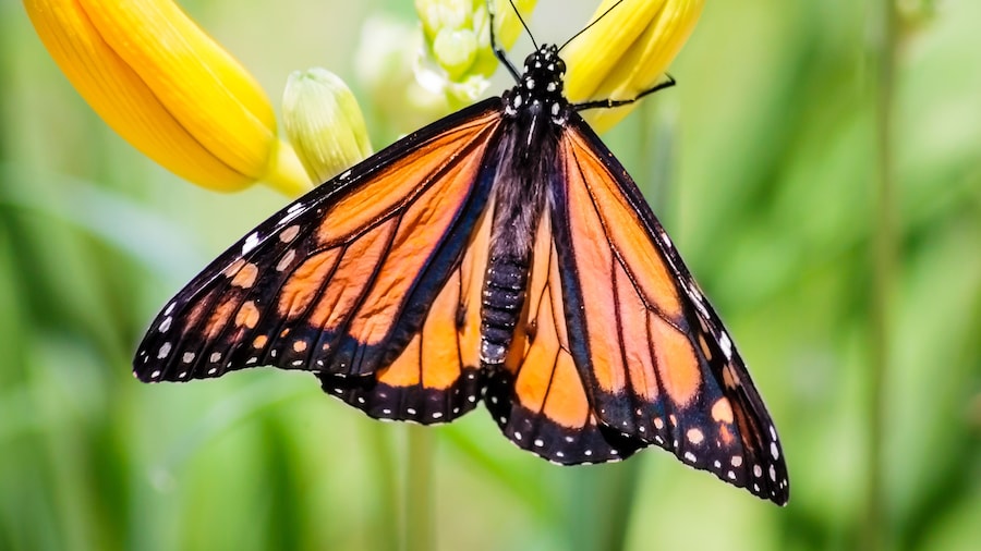 Monarch at Sarett Nature Center