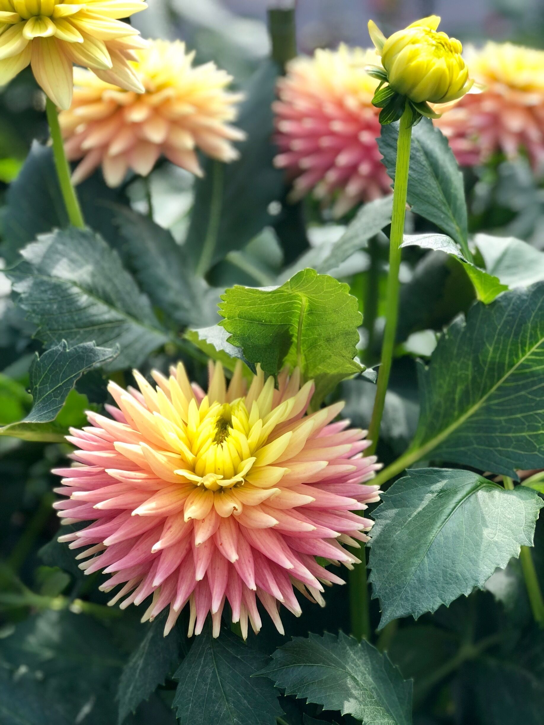 Mother Nature’s beauty!