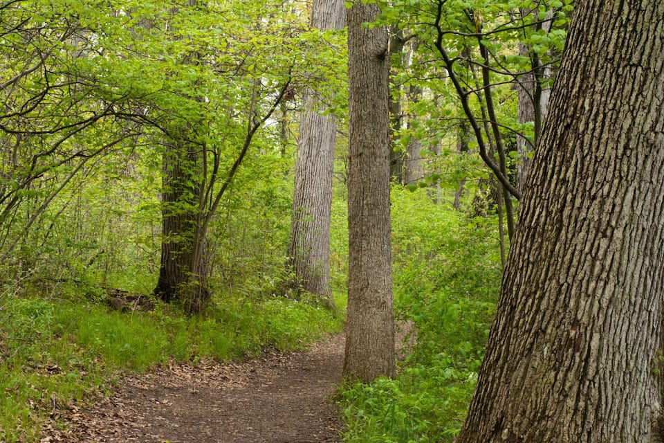 A forest path surrounded by tall trees and lush green foliage.