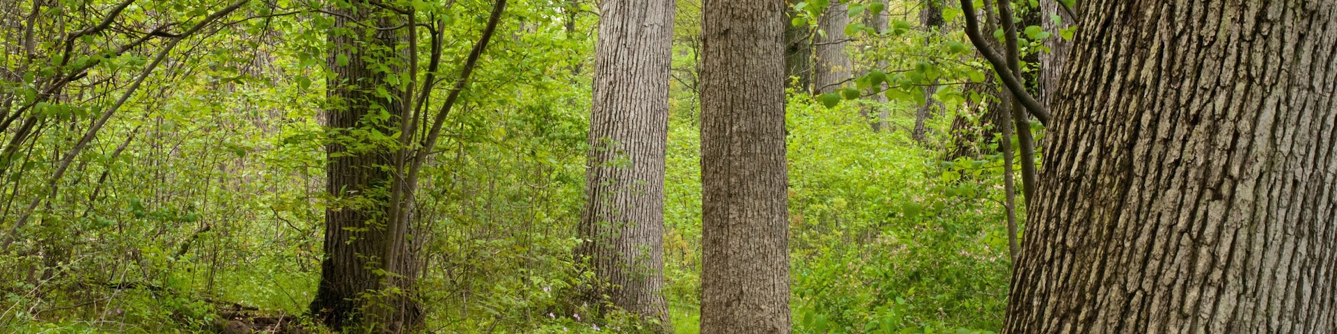 stroll through the woods